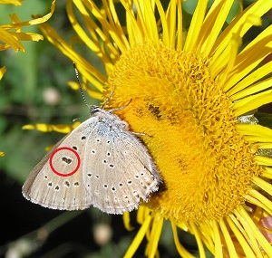 Lycaena tityrus (PODA 1761) - ssp. subalpina (SPEYER 1851)