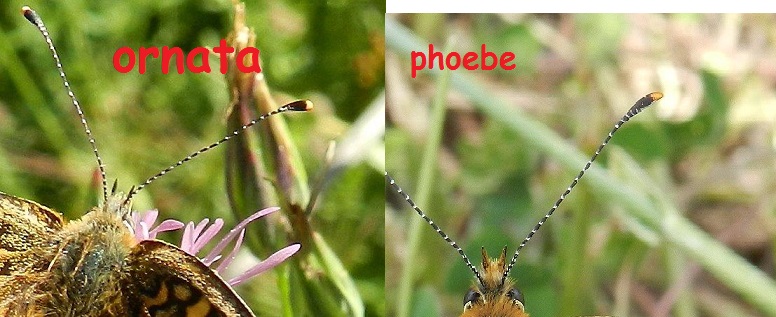 Melitaea phoebe / ornata