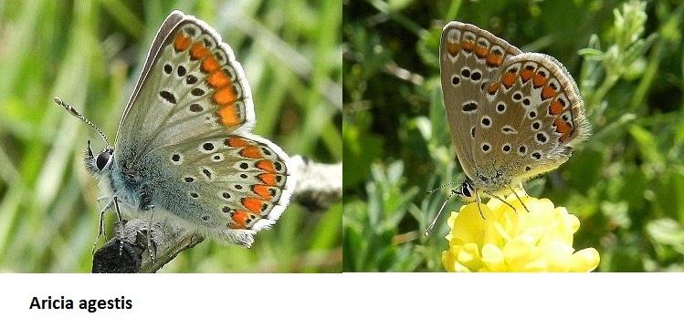 Aricia agestis - No,  Polyommatus icarus