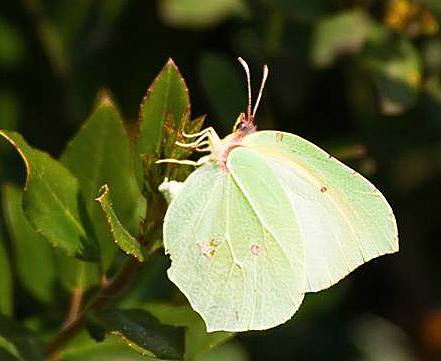 finalmente il sole - Gonepteryx cleopatra