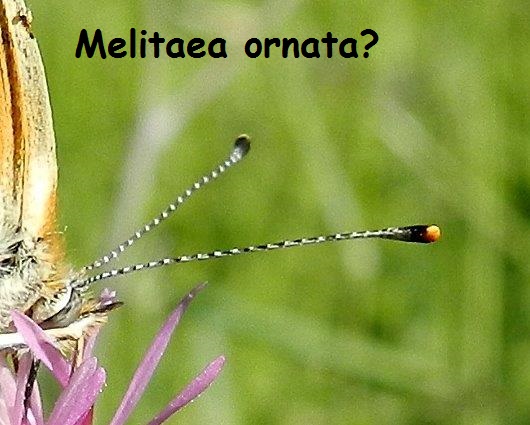 Melitaea phoebe / ornata