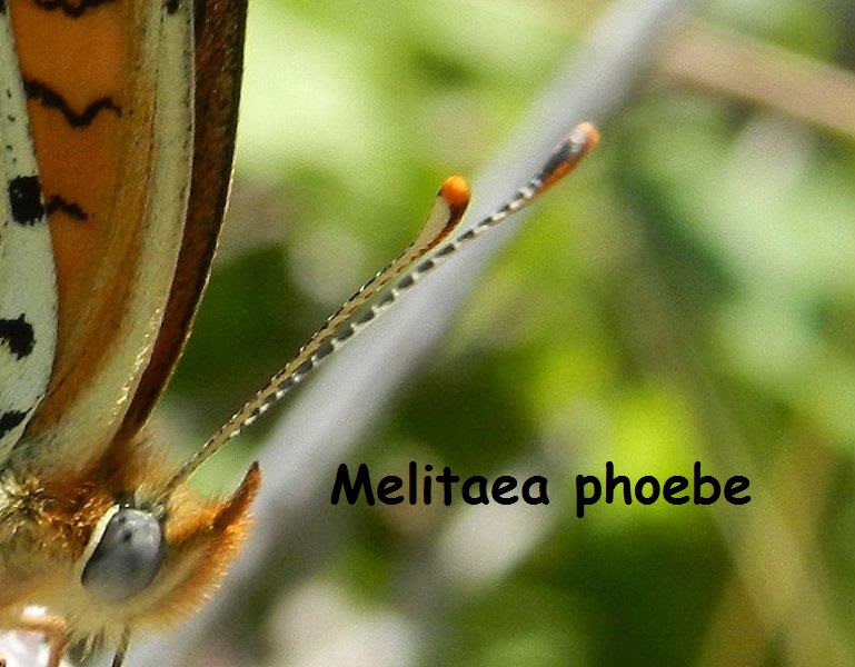 Melitaea phoebe / ornata