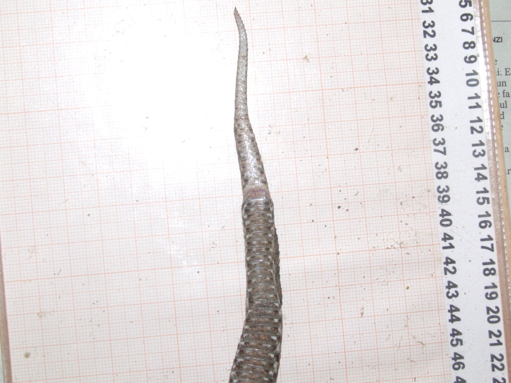 Sesso Vipera aspis