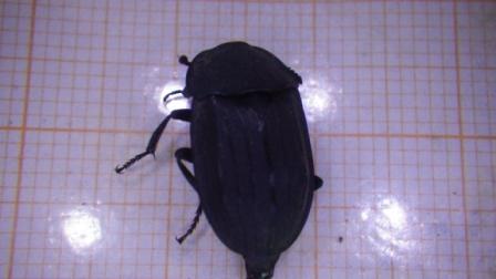 Tenebrionidae?  No, Silphidae: Silpha cfr. tristis