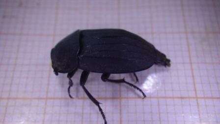 Tenebrionidae?  No, Silphidae: Silpha cfr. tristis