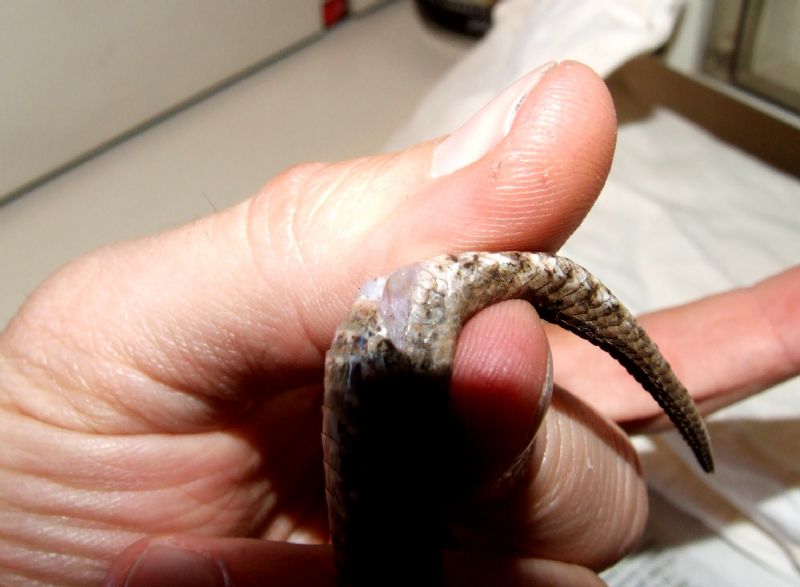 Sesso Vipera aspis