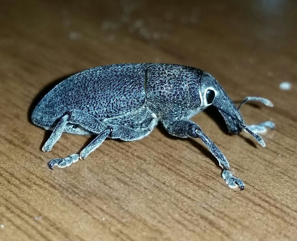 Lixomorphus algirus, Curculionide
