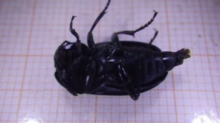 Tenebrionidae?  No, Silphidae: Silpha cfr. tristis