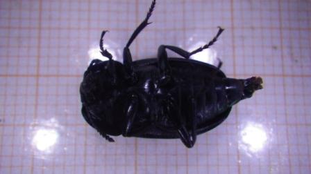 Tenebrionidae?  No, Silphidae: Silpha cfr. tristis