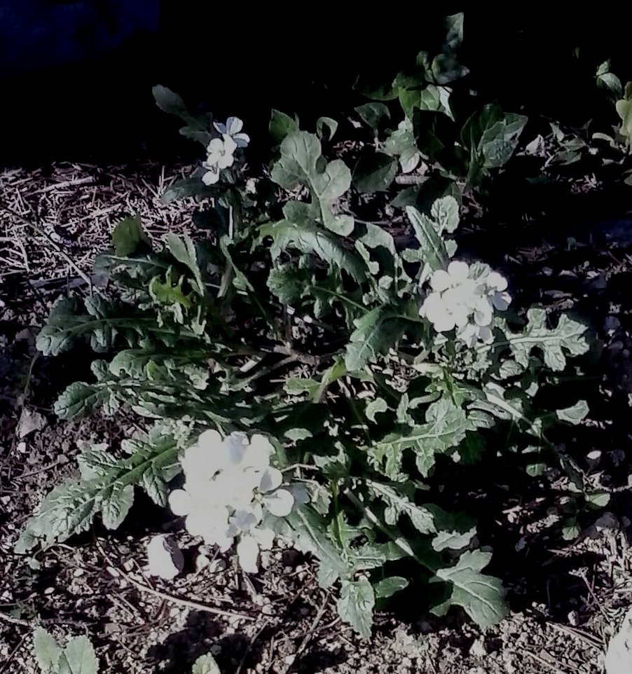 erbe spontanee - cfr. Diplotaxis erucoides