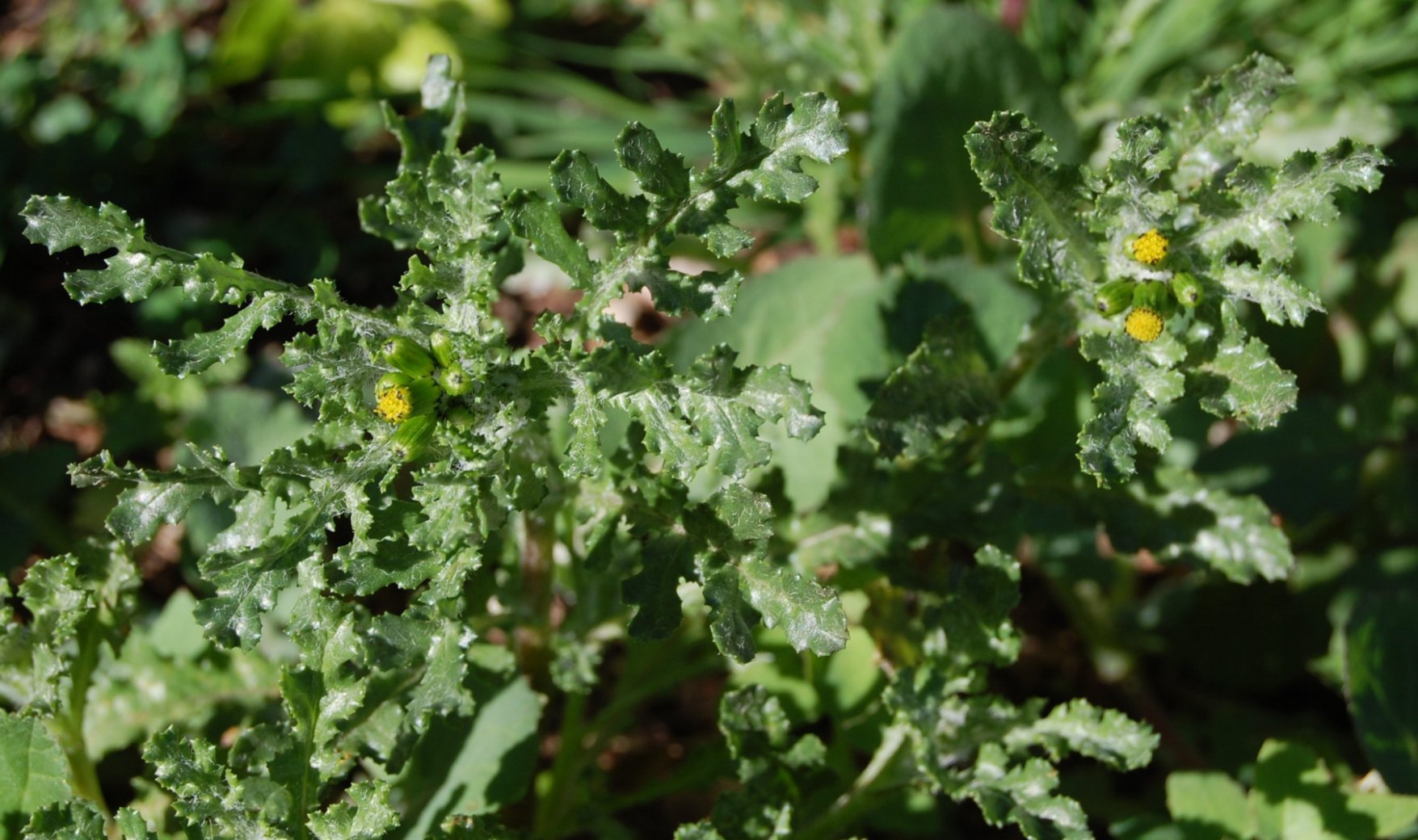 erbe spontanee - Senecio vulgaris