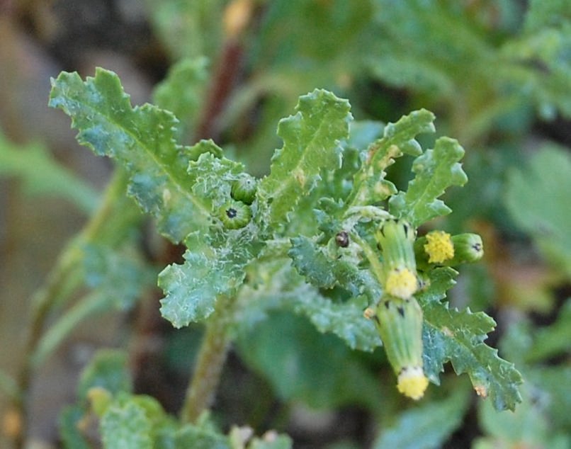 erbe spontanee - Senecio vulgaris