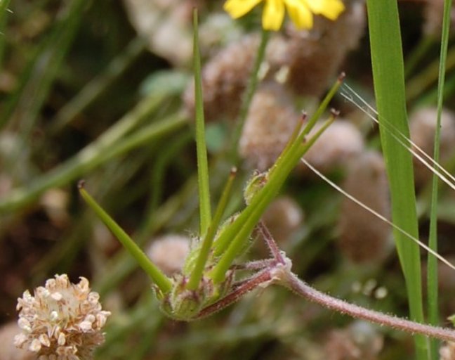 Erodium cfr. malacoides