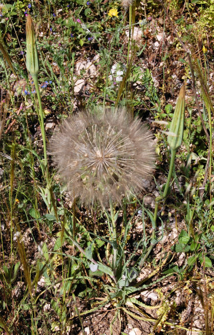 Tragopogon porrifolius