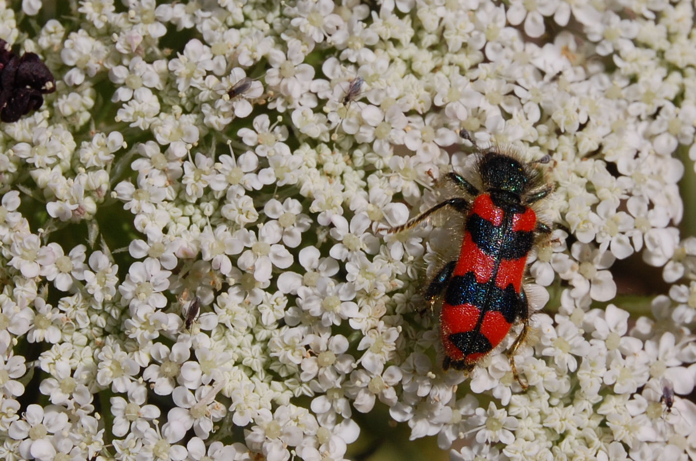 Trichodes alvearius