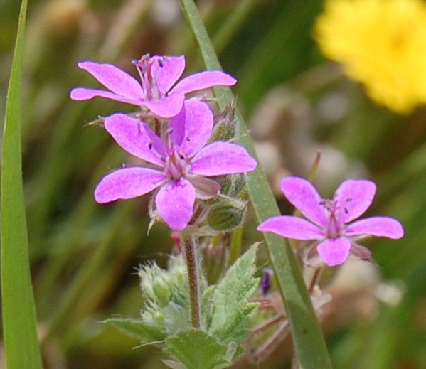 Erodium cfr. malacoides
