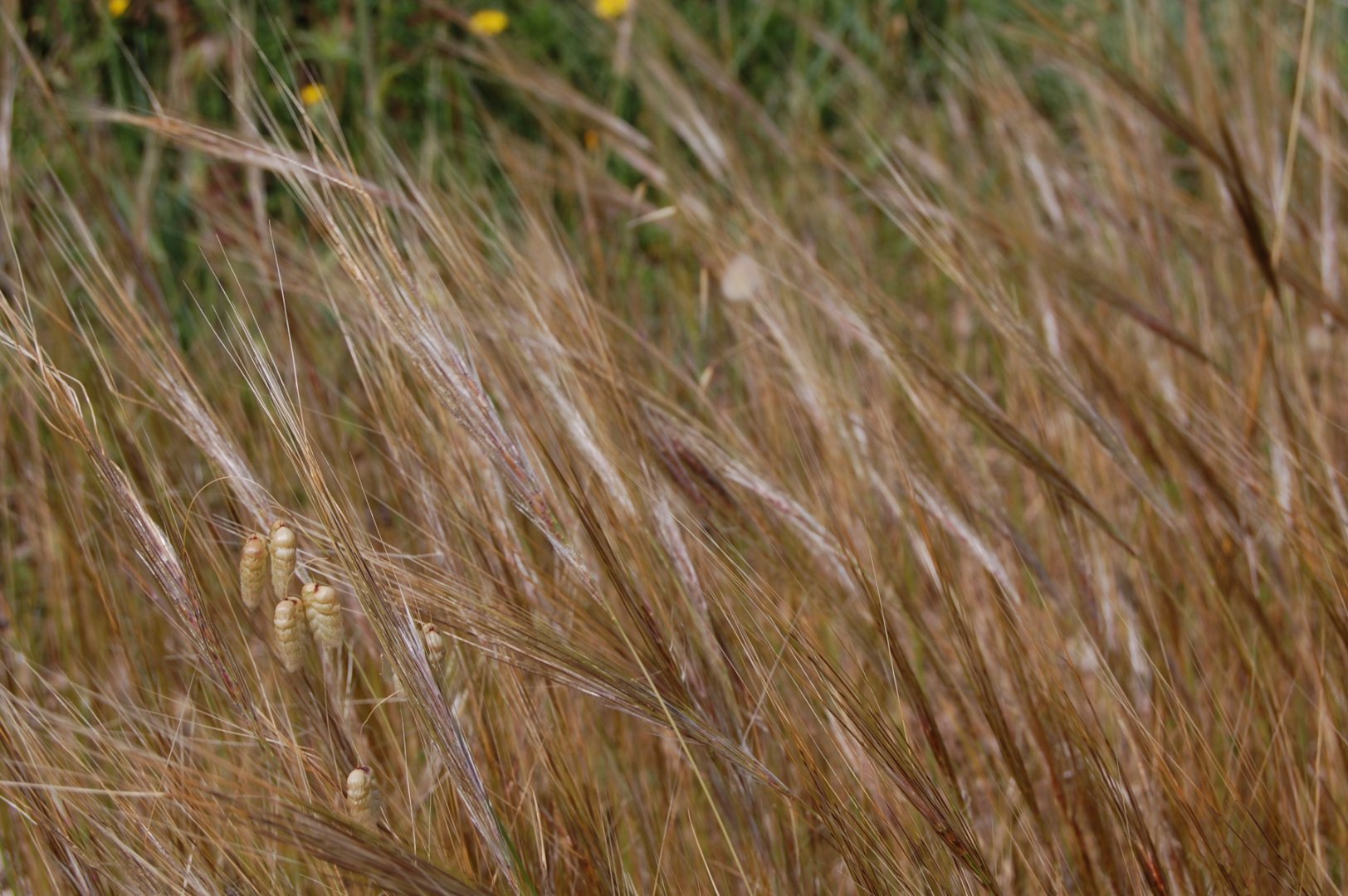 Stipa sp.