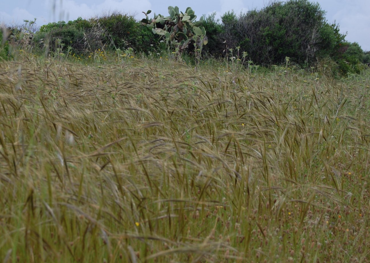 Stipa sp.