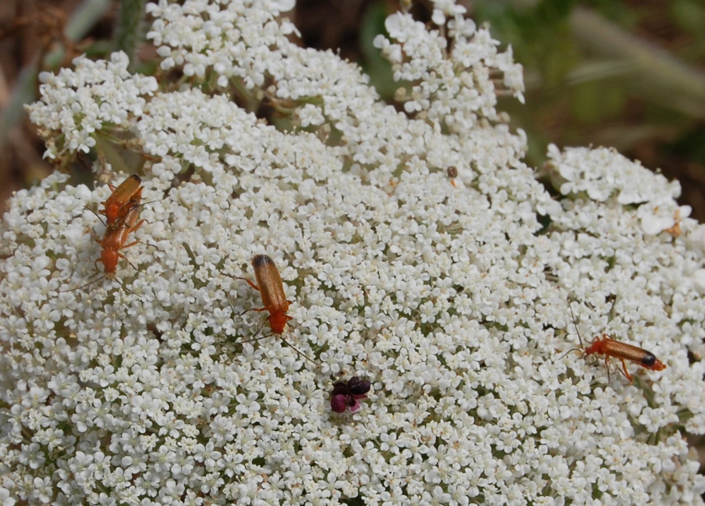 Rhagonycha fulva