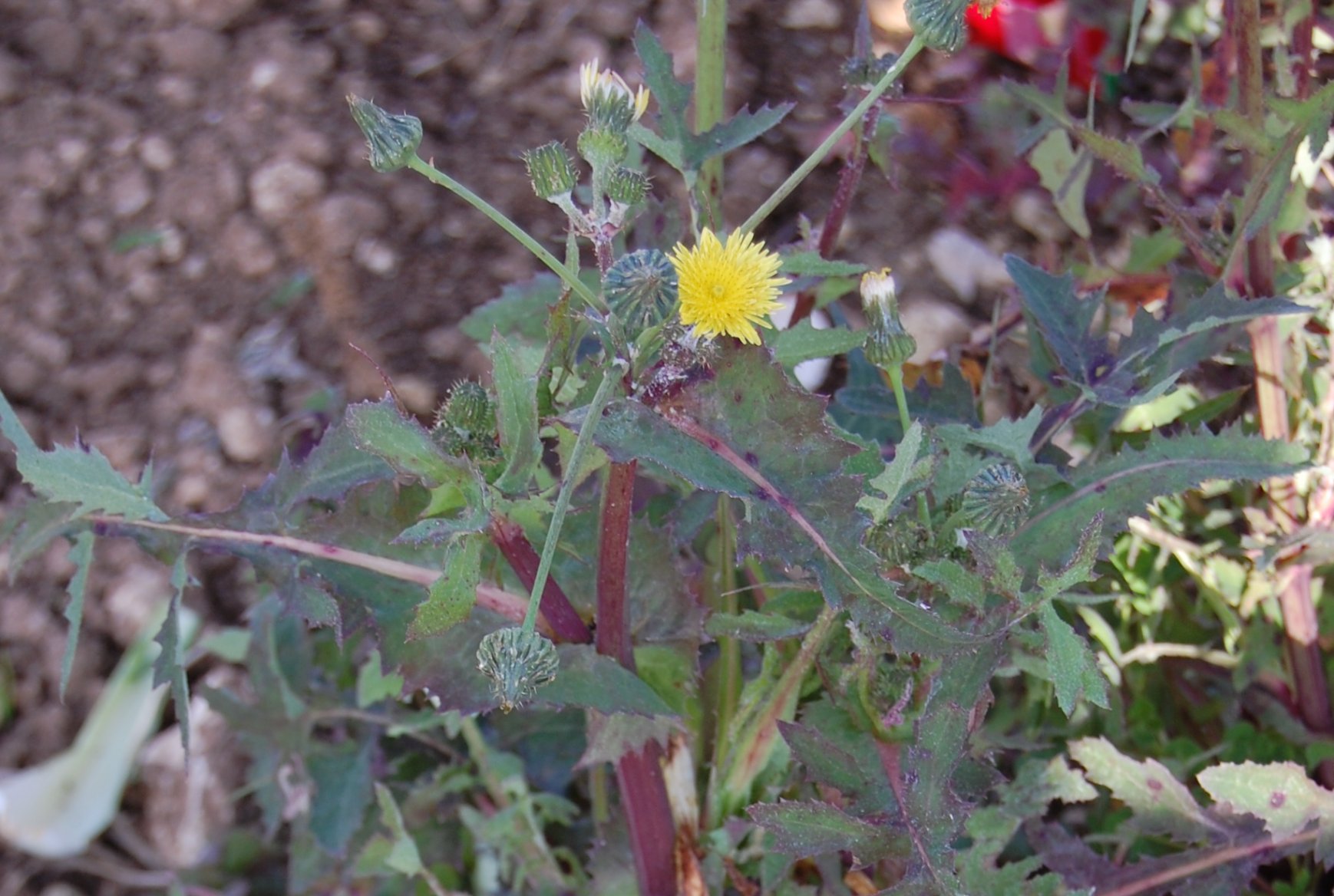 Sonchus oleraceus / Grespino comune