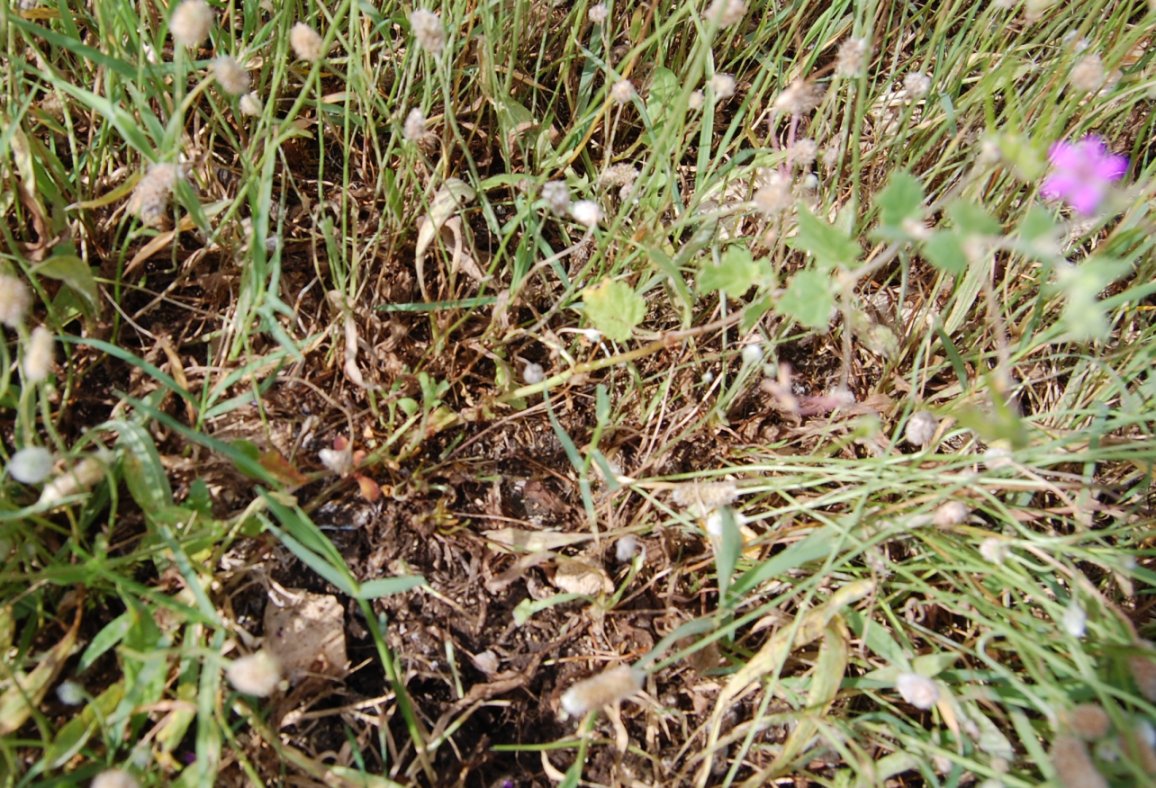 Erodium cfr. malacoides