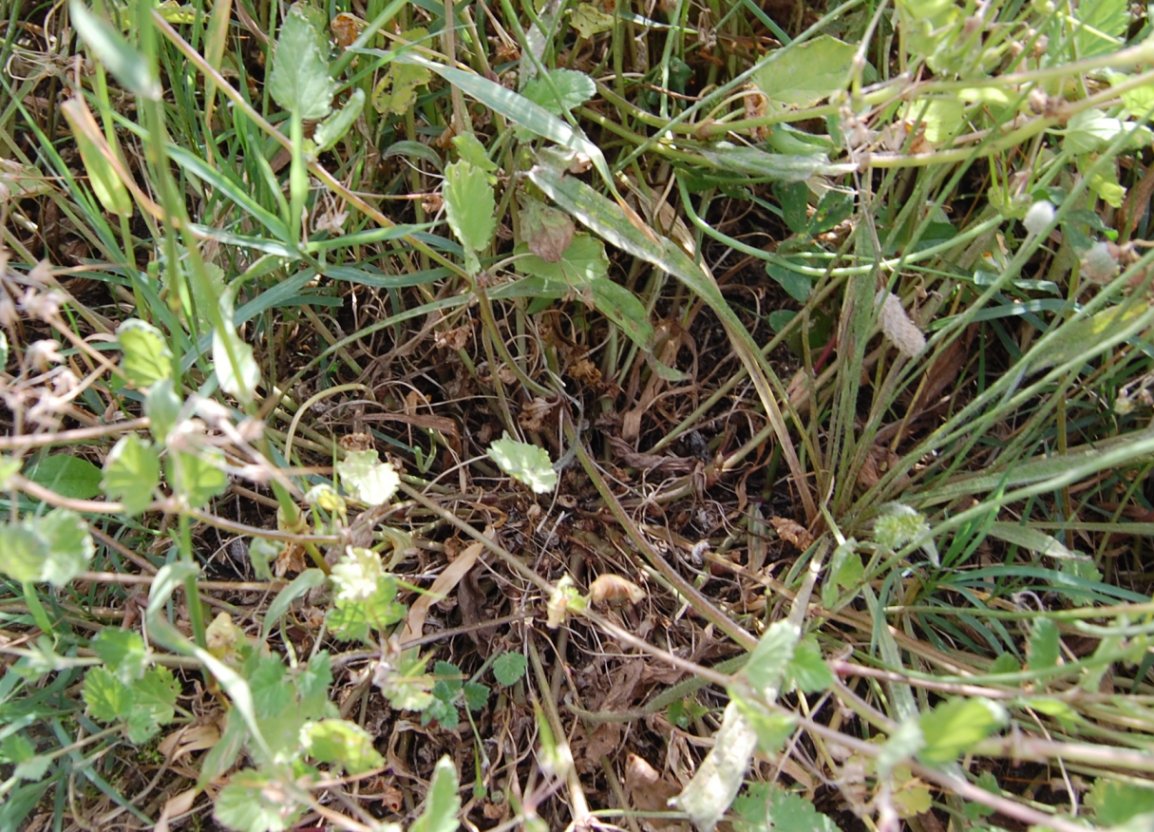 Erodium cfr. malacoides
