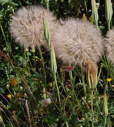 Tragopogon porrifolius