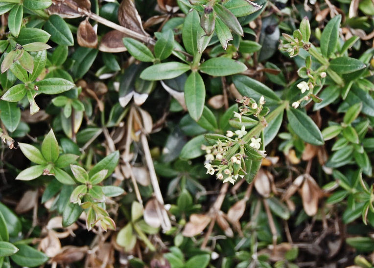Bisceglie - Rubia peregrina