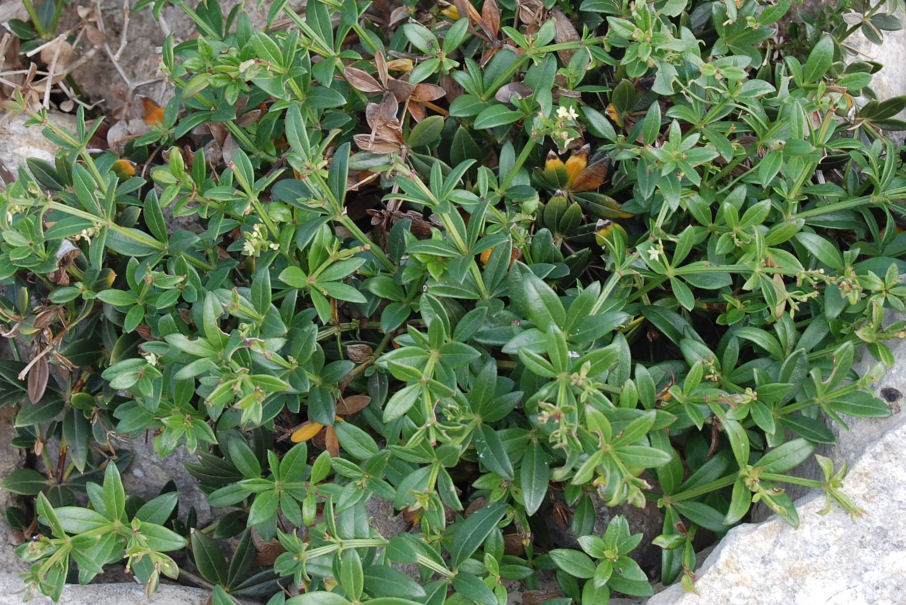 Bisceglie - Rubia peregrina