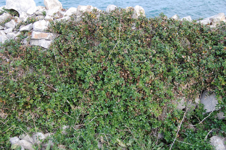 Bisceglie - Rubia peregrina