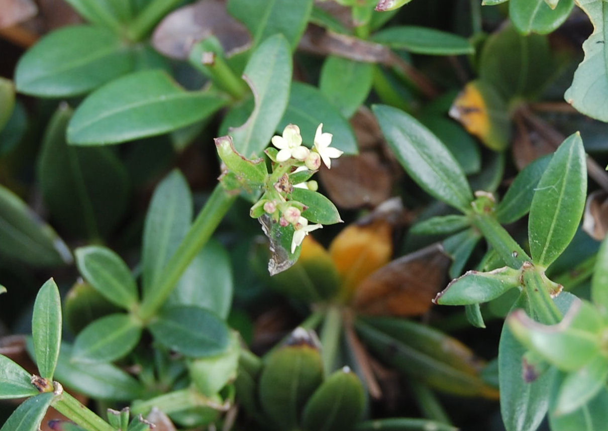 Bisceglie - Rubia peregrina
