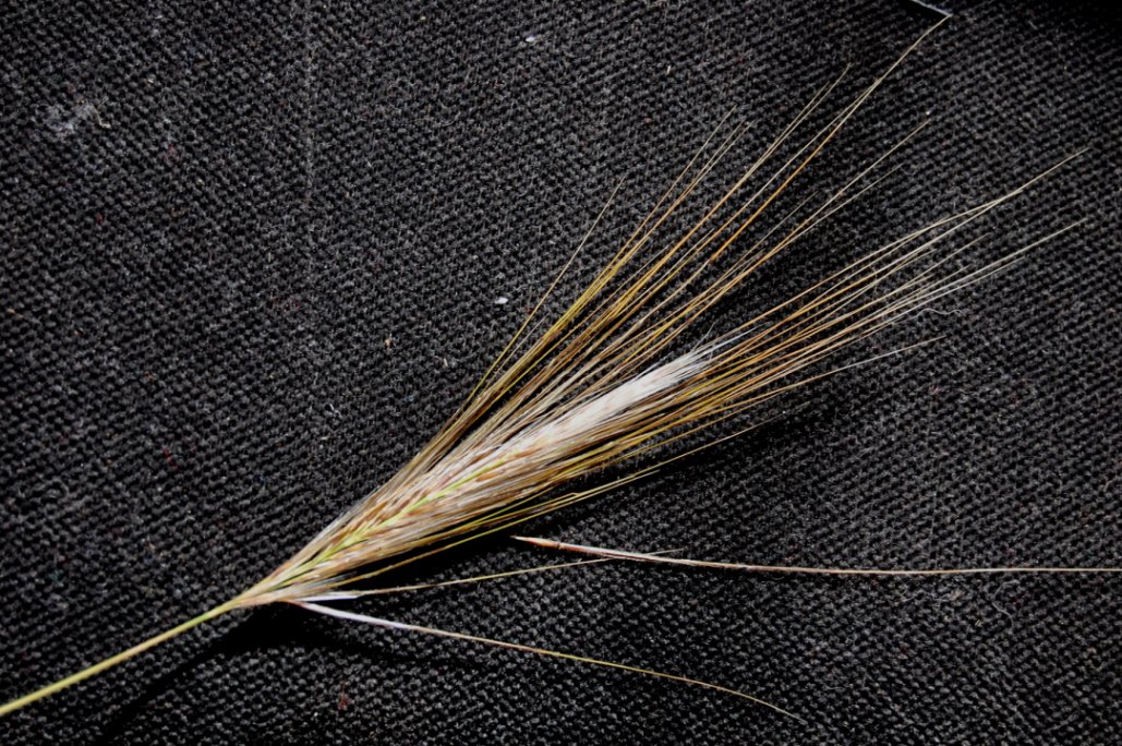 Stipa sp.