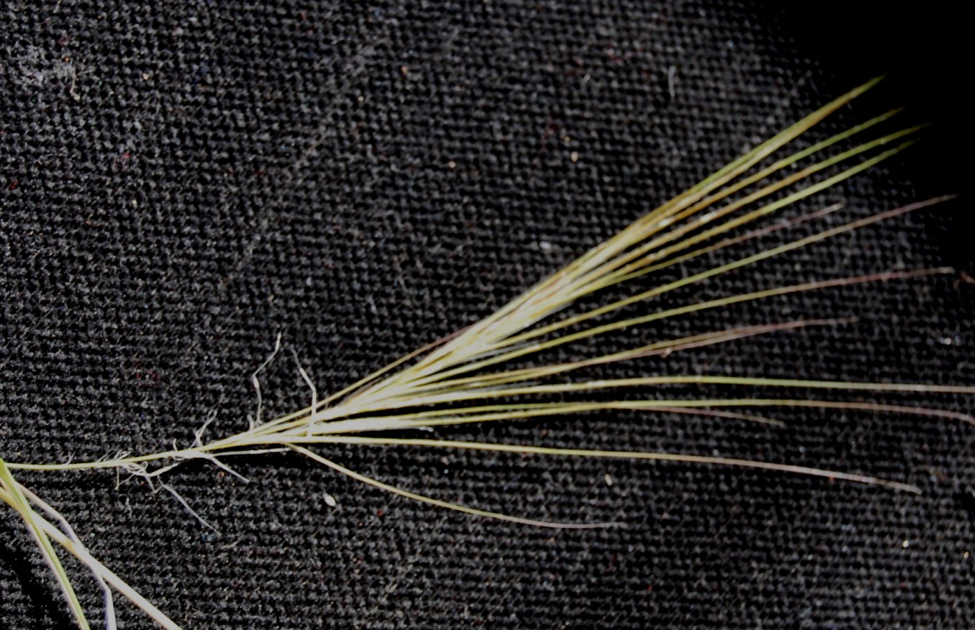 Stipa sp.