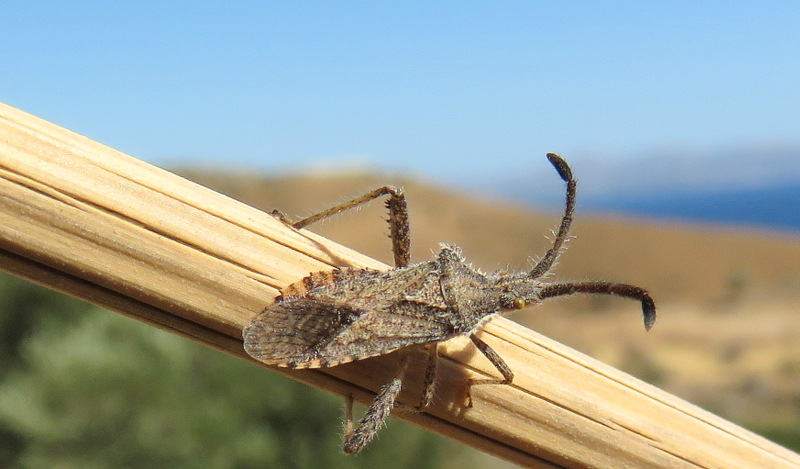 Coreidae?  S, Coriomeris cfr. affinis