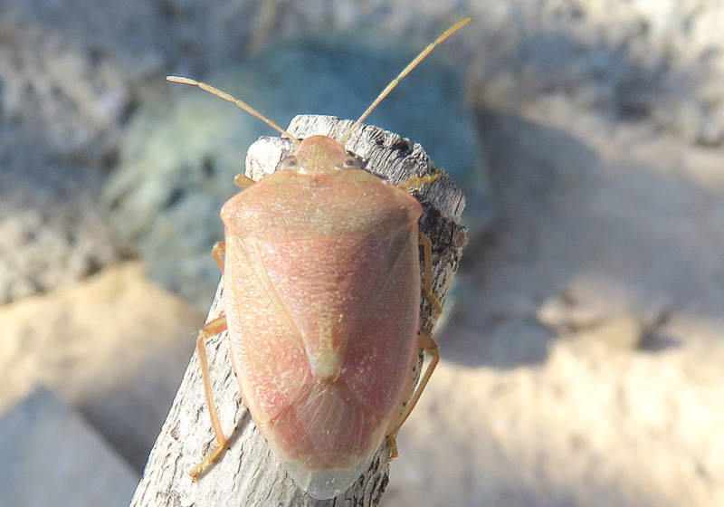 Acrosternum arabicum da confermare