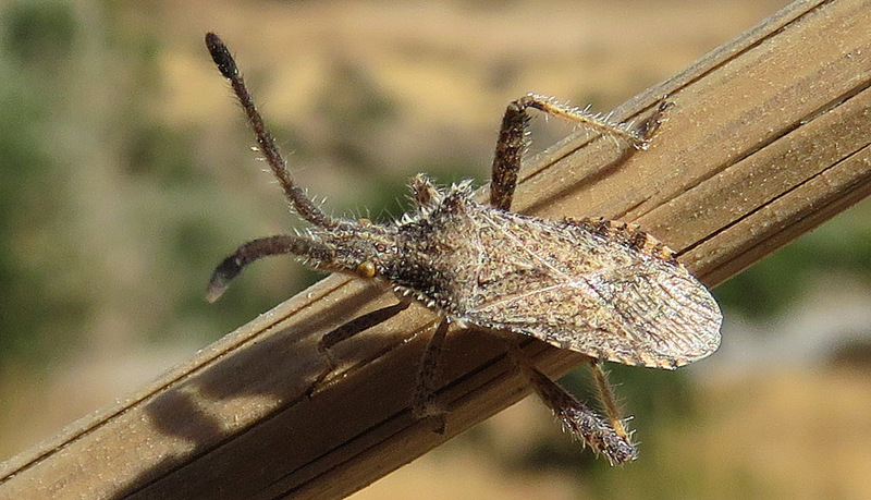 Coreidae?  S, Coriomeris cfr. affinis