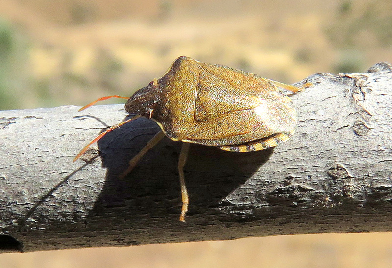 Pentatomidae:  Peribalus ?  S, Peribalus strictus vernalis