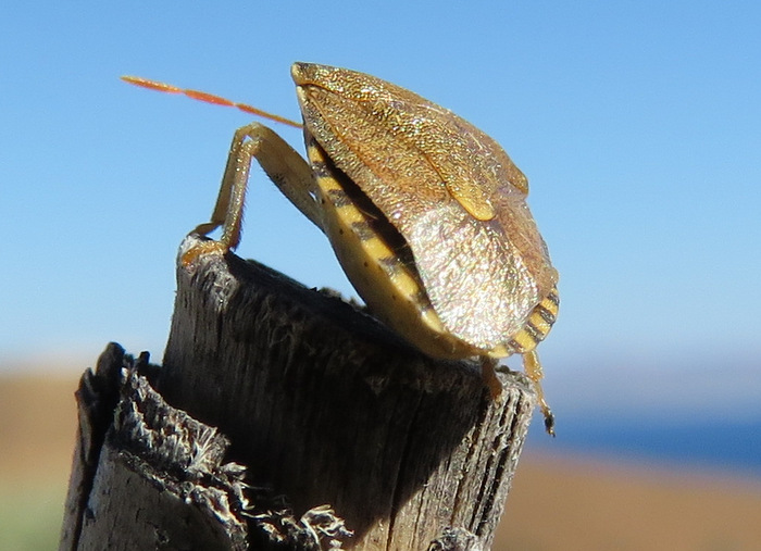 Pentatomidae:  Peribalus ?  S, Peribalus strictus vernalis