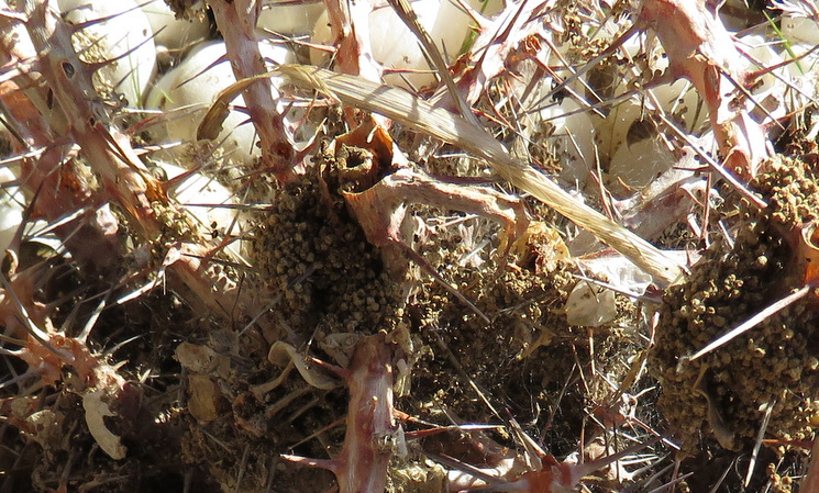 Bruco su Euphorbia - Probabile Denticera divisella,(Pyralidae)