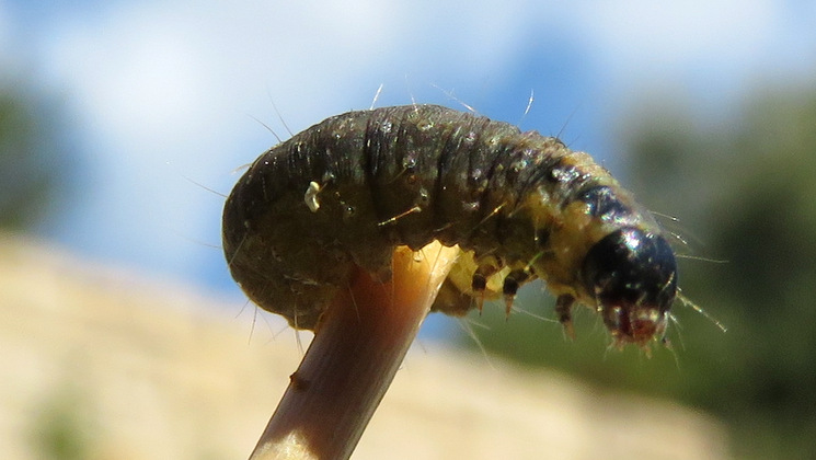 Bruco su Euphorbia - Probabile Denticera divisella,(Pyralidae)