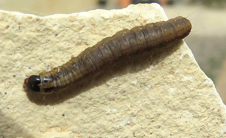 Bruco su Euphorbia - Probabile Denticera divisella,(Pyralidae)