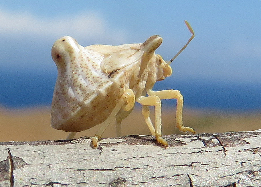 Heteroptera da Creta - Pentatomidae: Ventocoris falcatus