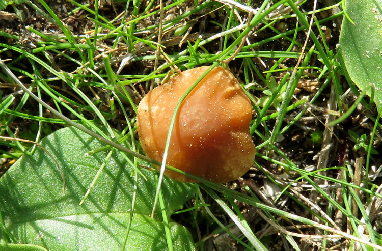 un altro fungo da Creta: Conocybe sp.