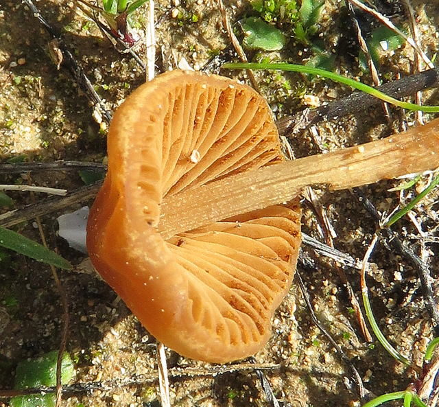 un altro fungo da Creta: Conocybe sp.
