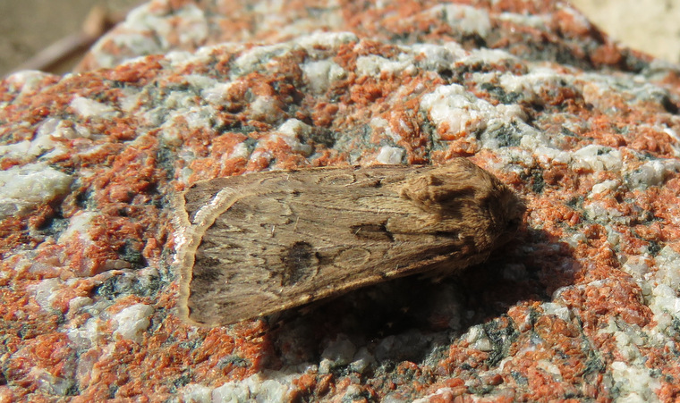 da Creta: cfr. Agrotis bigramma