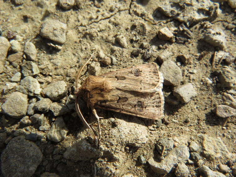 da Creta: cfr. Agrotis bigramma