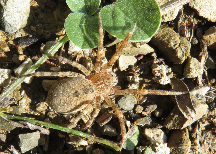 Da Melambes (Isola di Creta):   Zoropsis sp. (oertzeni o lutea)