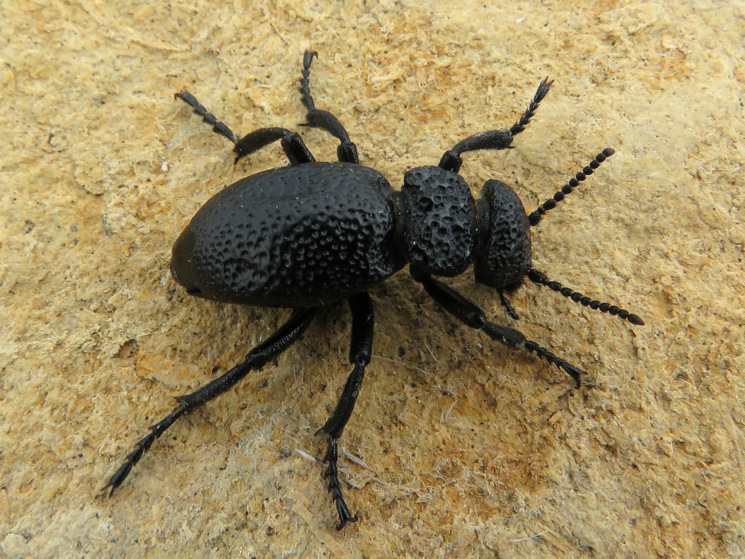 Coleoptero da Creta:  Meloe tuccius (Meloidae)