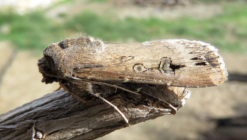 Noctuidae da Creta - Agrotis ipsilon