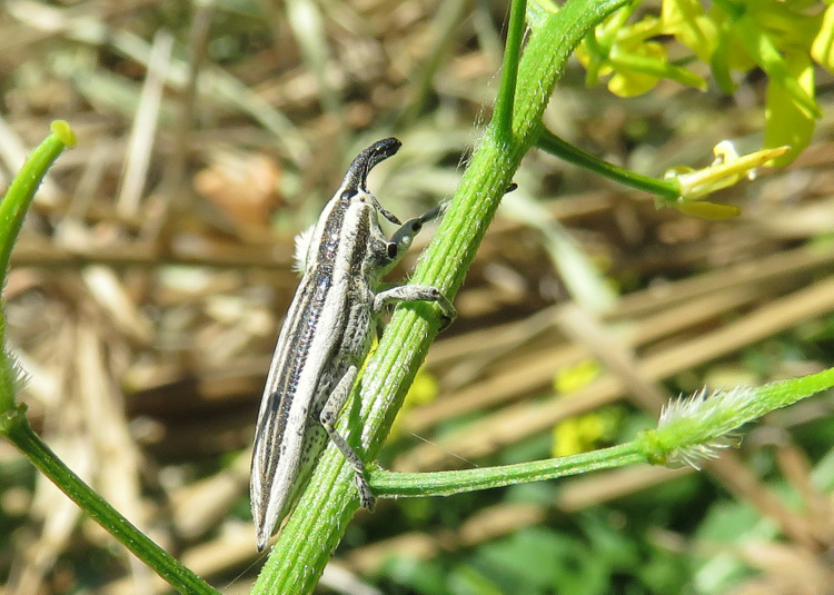 Curculionidae da Creta: Lixus anguinus